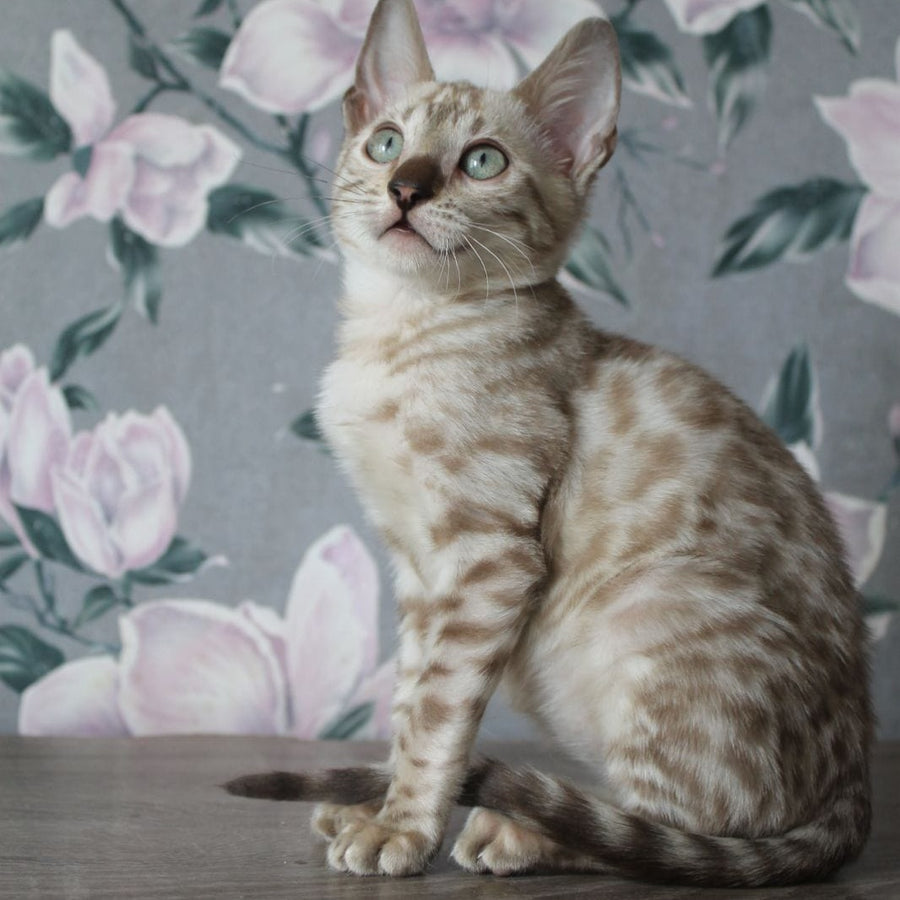 Alex Bengal male, black spotted tabby pointed