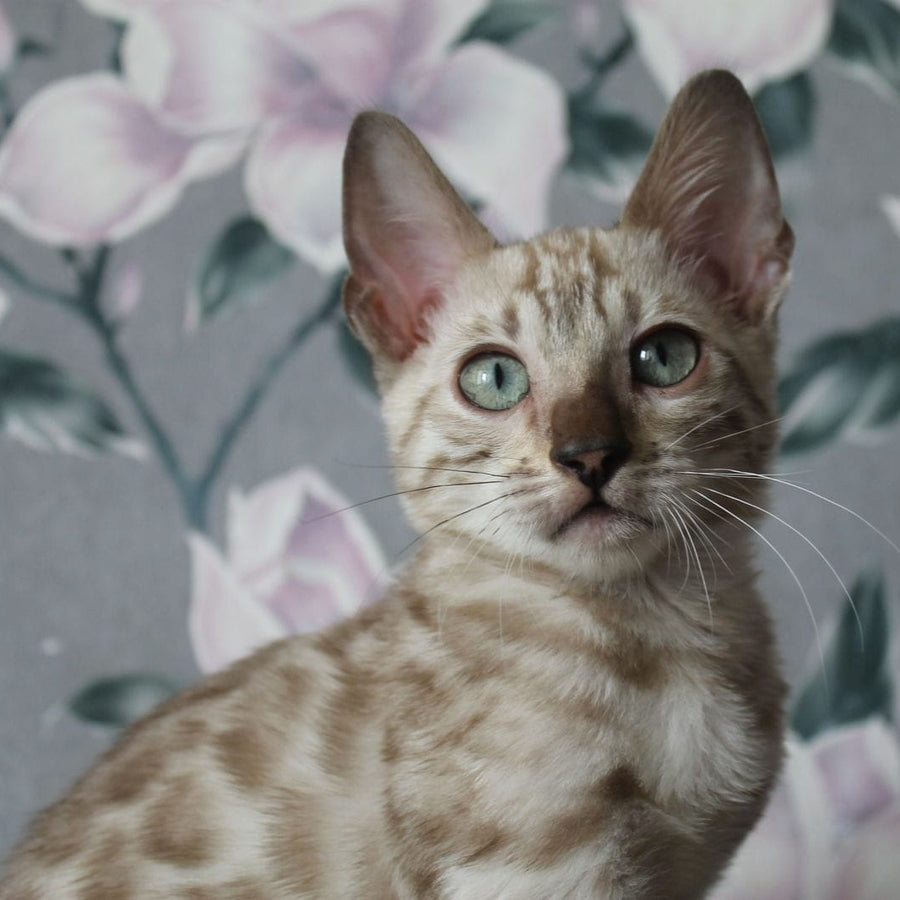 Alex Bengal male, black spotted tabby pointed