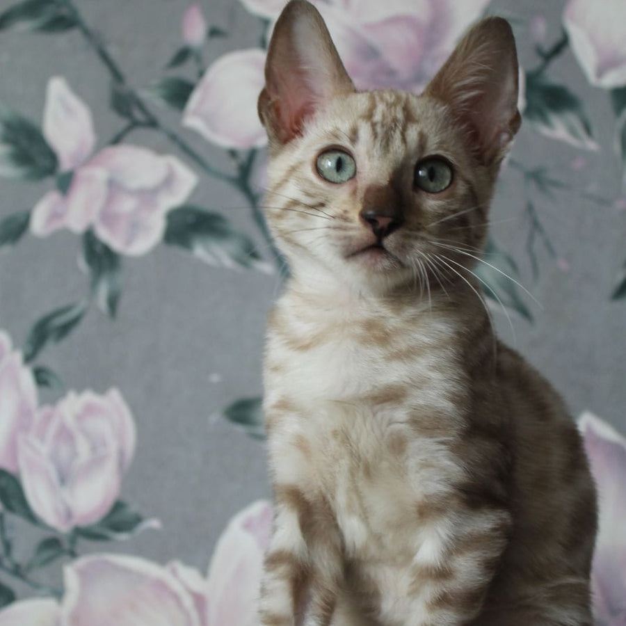 Alex Bengal male, black spotted tabby pointed