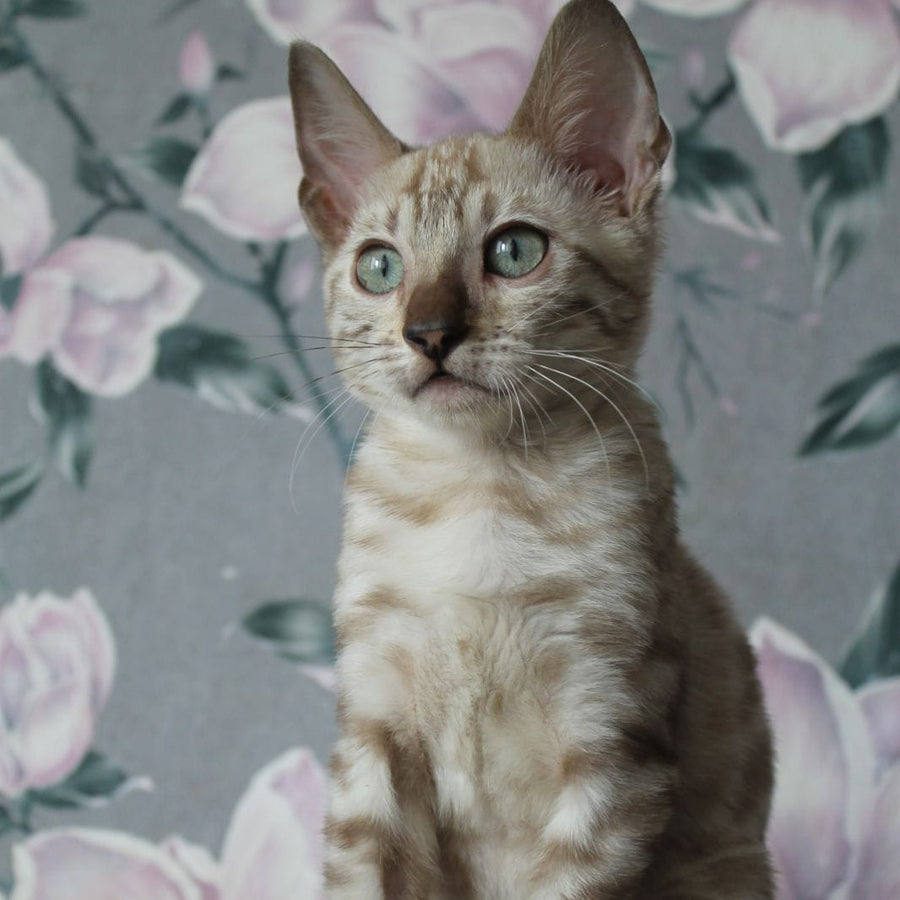 Alex Bengal male, black spotted tabby pointed
