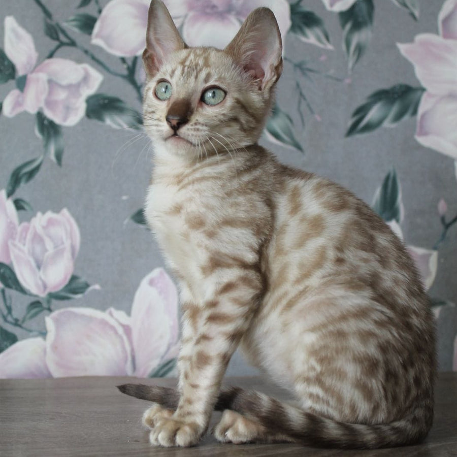 Alex Bengal male, black spotted tabby pointed