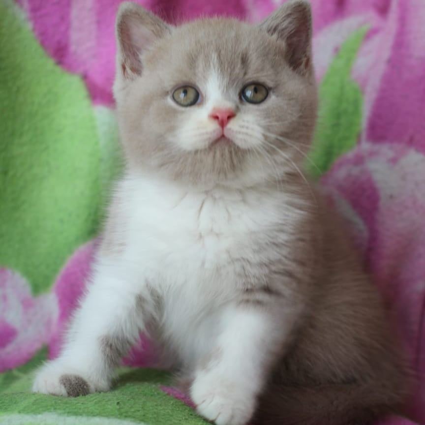 Taffy British Shorthair male, lilac bicolour