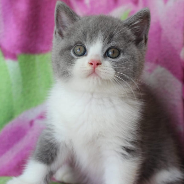 Tart British Shorthair male, blue with white