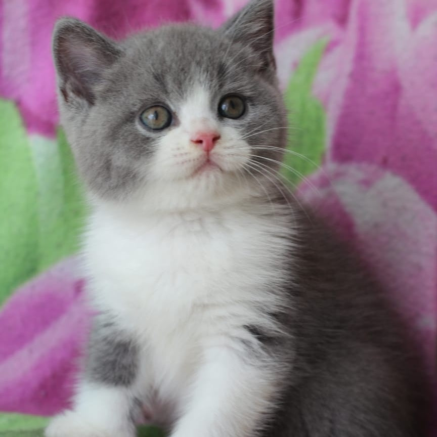 Tart British Shorthair male, blue with white