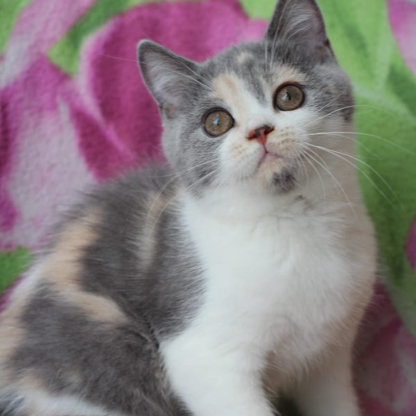 Rita British Shorthair male, blue cream with white
