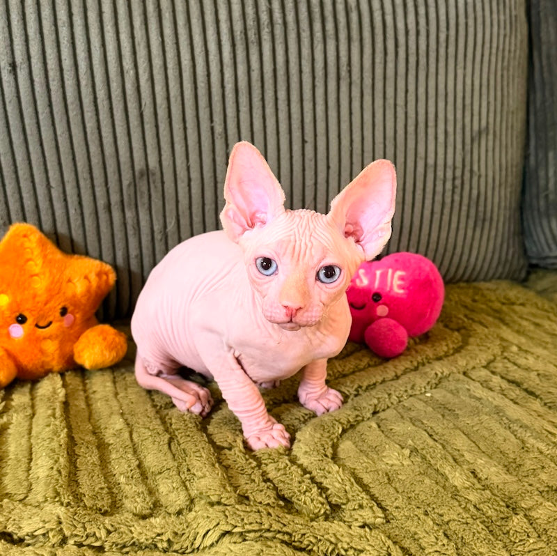 Milo Canadian Sphynx male, cream pointed