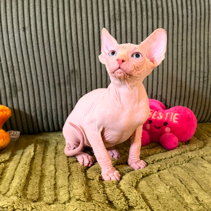 Milo Canadian Sphynx male, cream pointed