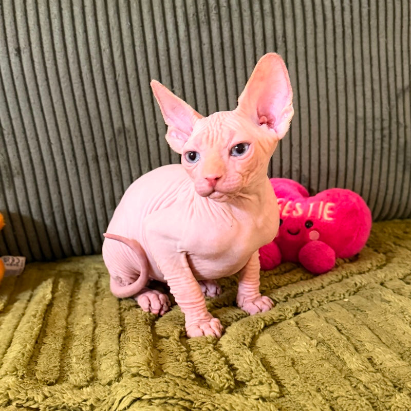 Milo Canadian Sphynx male, cream pointed