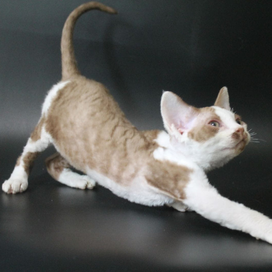 Ostin Devon Rex male, cinnamon bicolour
