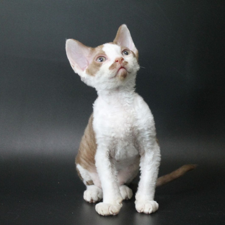 Ostin Devon Rex male, cinnamon bicolour