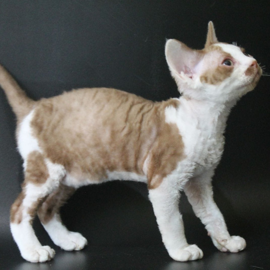 Ostin Devon Rex male, cinnamon bicolour