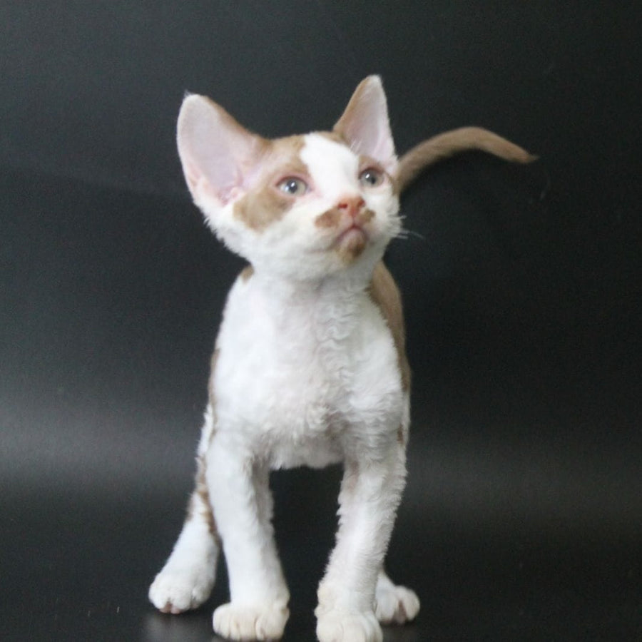 Ostin Devon Rex male, cinnamon bicolour