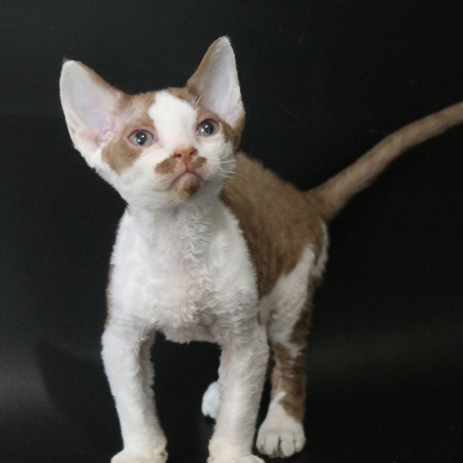 Ostin Devon Rex male, cinnamon bicolour