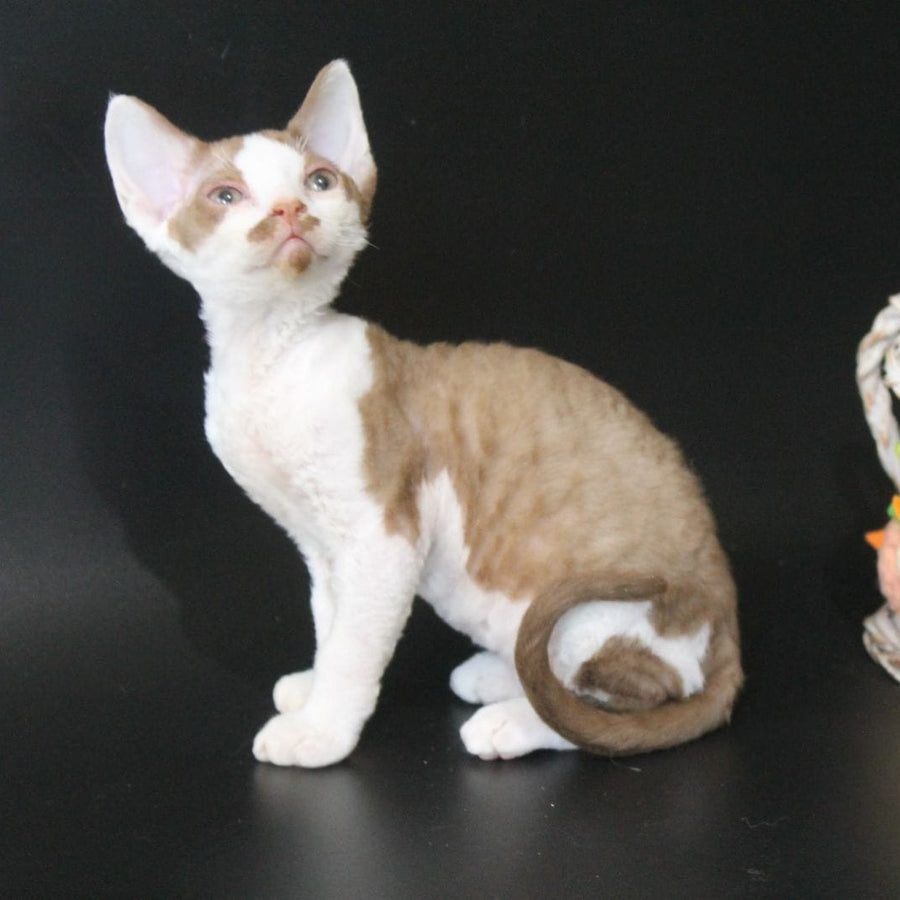 Ostin Devon Rex male, cinnamon bicolour