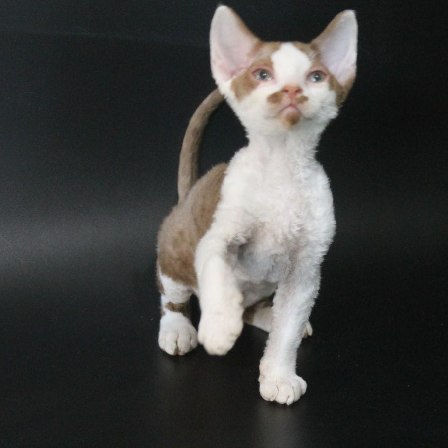Ostin Devon Rex male, cinnamon bicolour