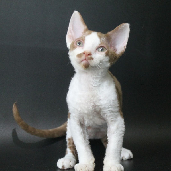 Ostin Devon Rex male, cinnamon bicolour