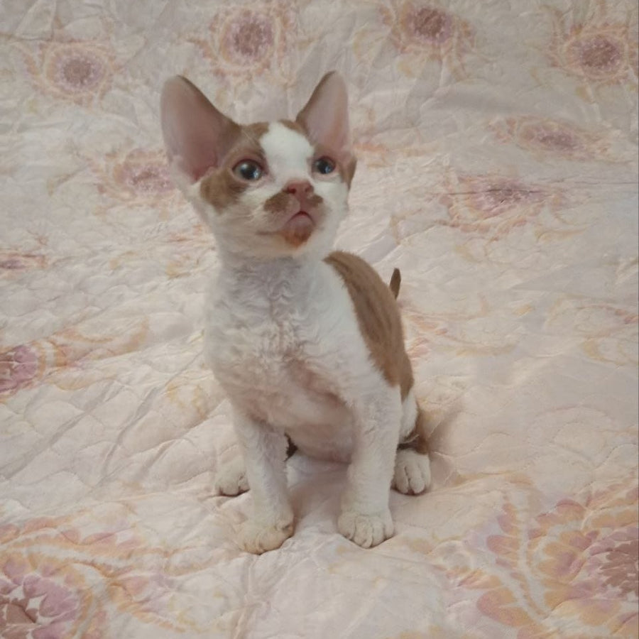 Ostin Devon Rex male, cinnamon bicolour
