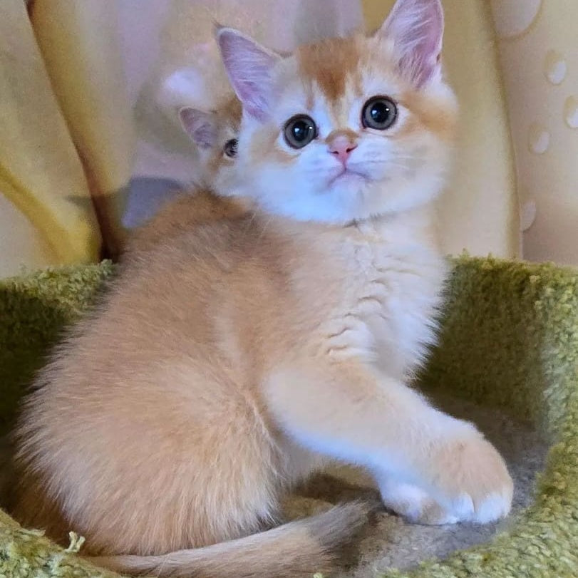 Crystall Scottish Straight male, chocolate golden shaded