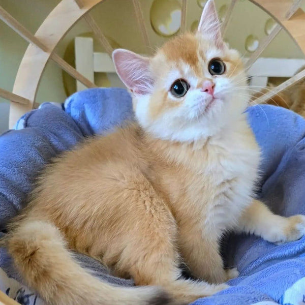 Crystall Scottish Straight male, chocolate golden shaded