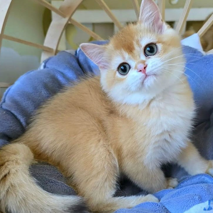 Crystall Scottish Straight male, chocolate golden shaded