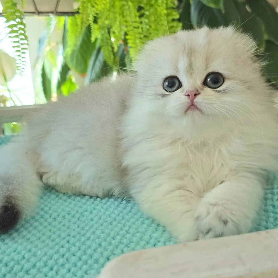 Diamond Scottish Fold male, black golden shaded