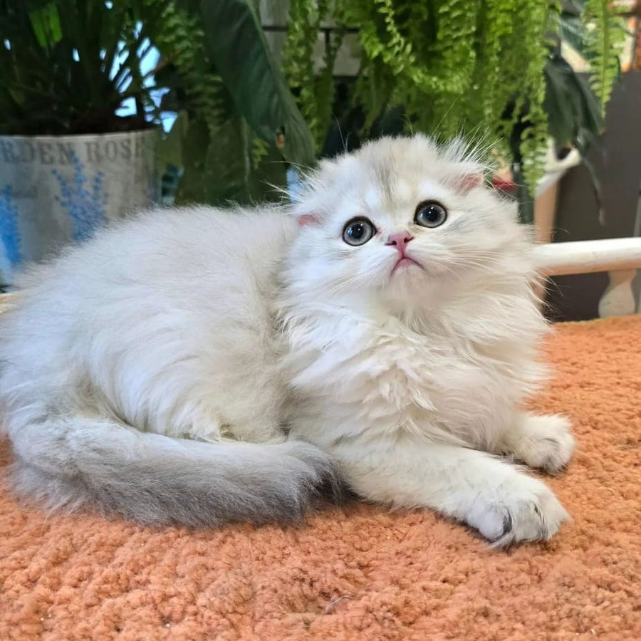 Diamond Scottish Fold male, black golden shaded