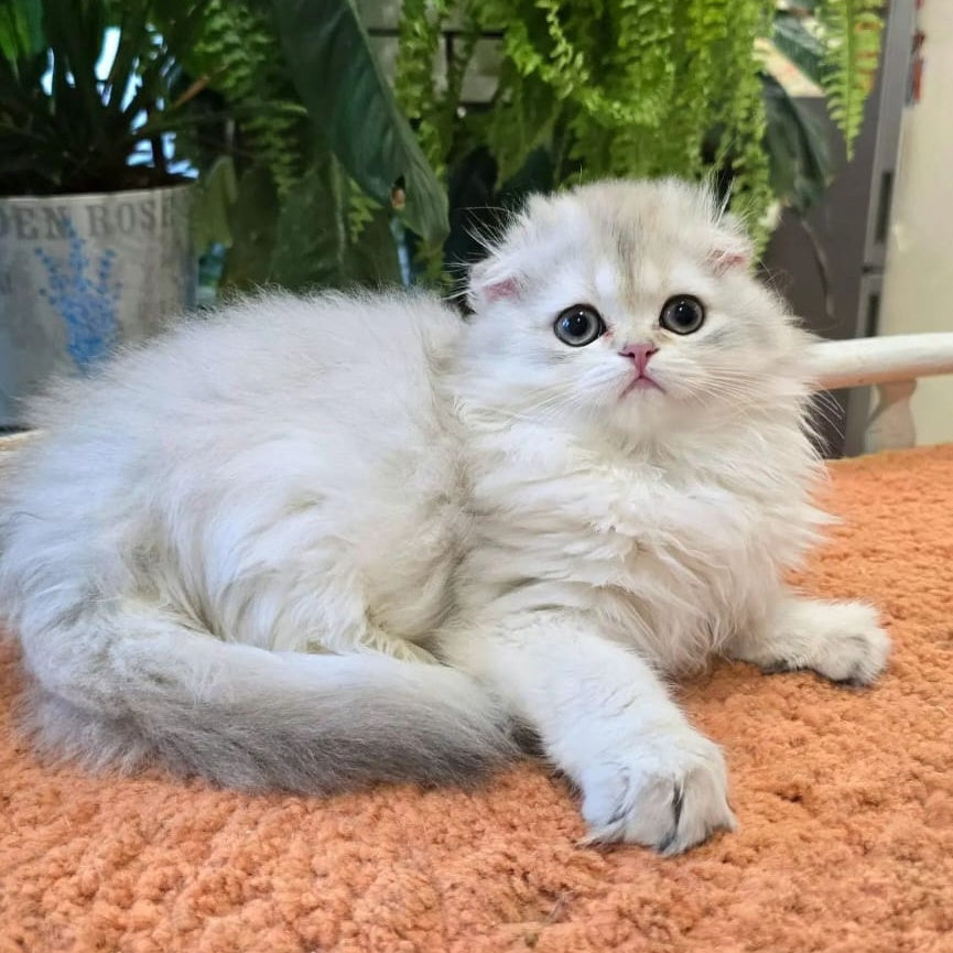 Diamond Scottish Fold male, black golden shaded