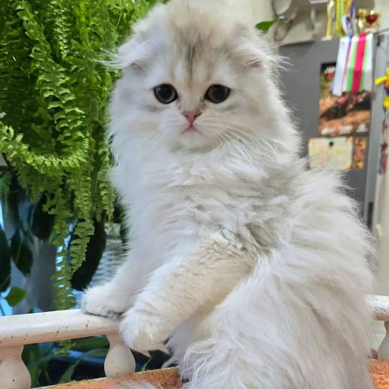 Diamond Scottish Fold male, black golden shaded