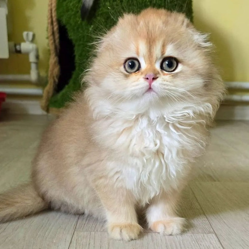 Emir Scottish Fold male, black golden shaded