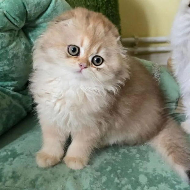 Emir Scottish Fold male, black golden shaded