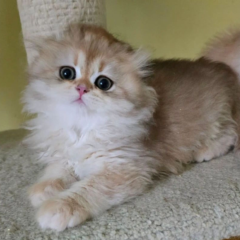 Emir Scottish Fold male, black golden shaded