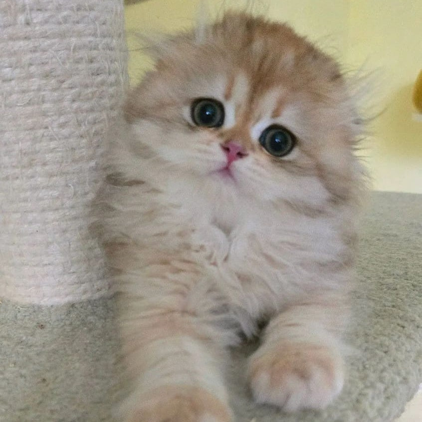 Emir Scottish Fold male, black golden shaded