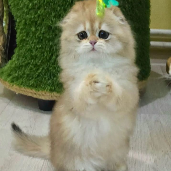 Emir Scottish Fold male, black golden shaded
