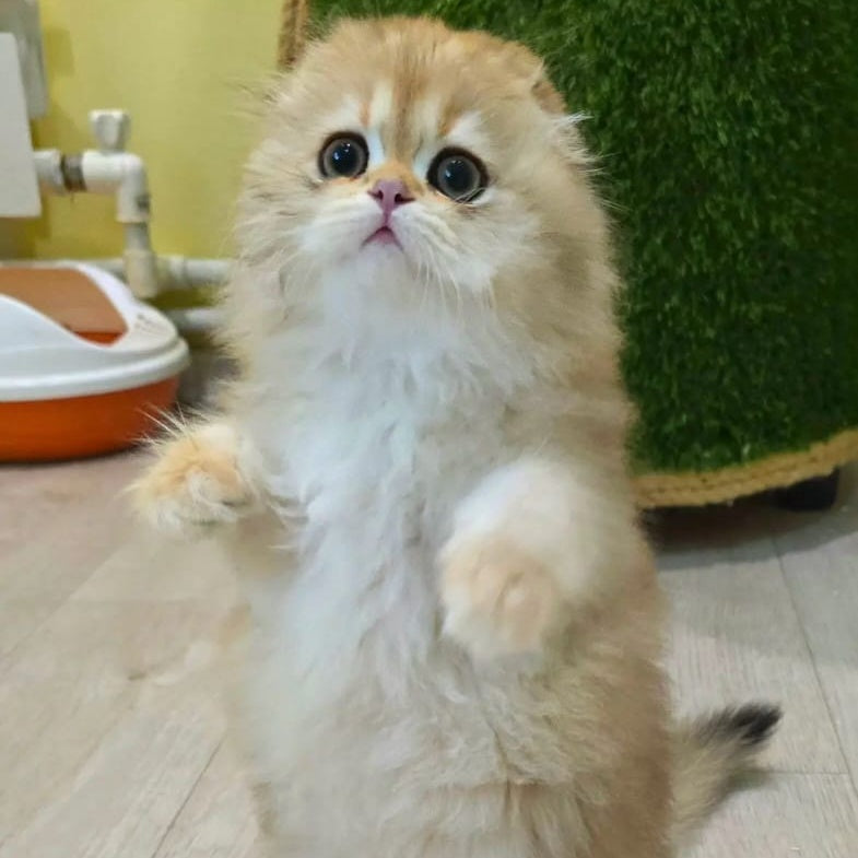 Emir Scottish Fold male, black golden shaded