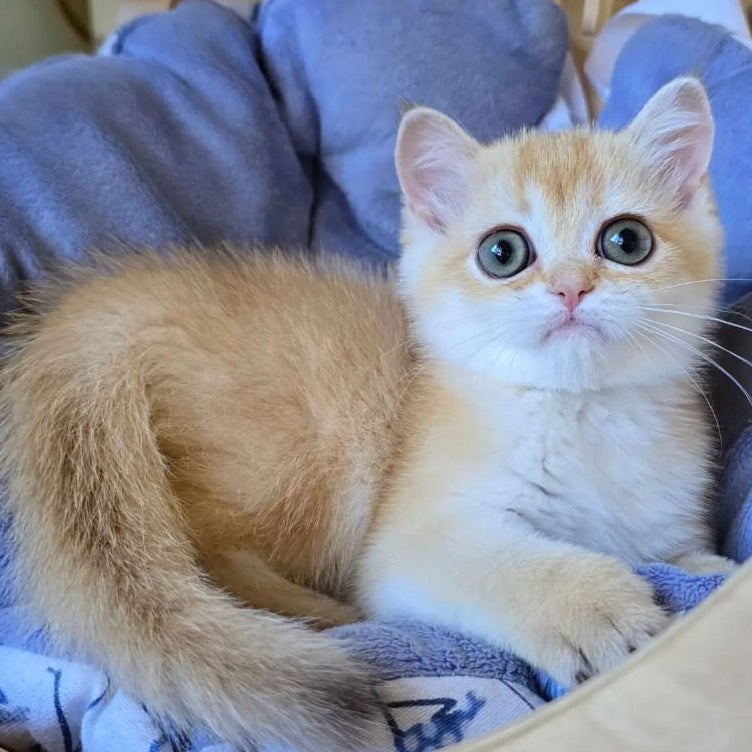 Chanel Scottish Straight female, chocolate golden shaded
