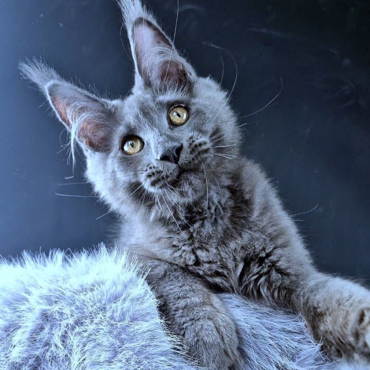 Lux legend Maine Coon male, blue