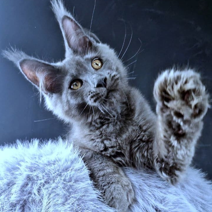 Lux legend Maine Coon male, blue