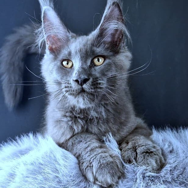 Lux legend Maine Coon male, blue