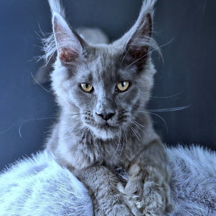 Lux legend Maine Coon male, blue