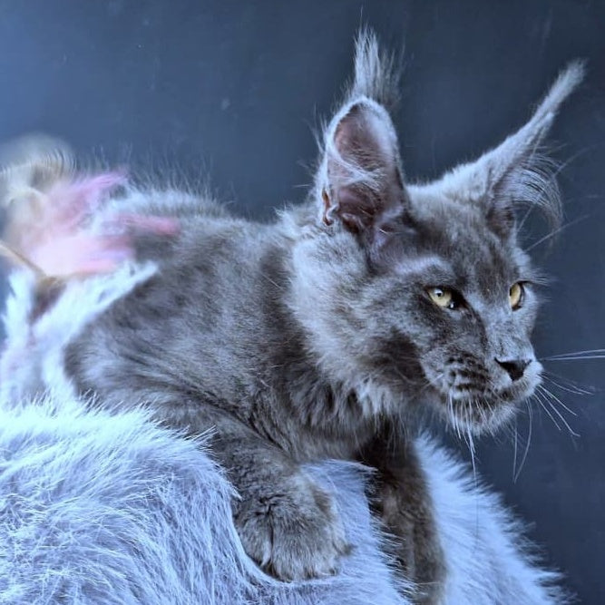 Lux legend Maine Coon male, blue