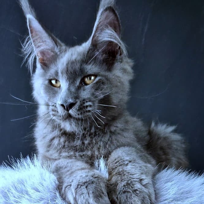 Lux legend Maine Coon male, blue