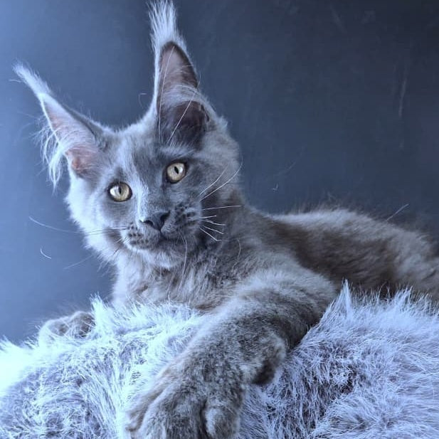 Lux legend Maine Coon male, blue