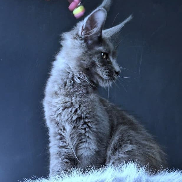 Lux legend Maine Coon male, blue