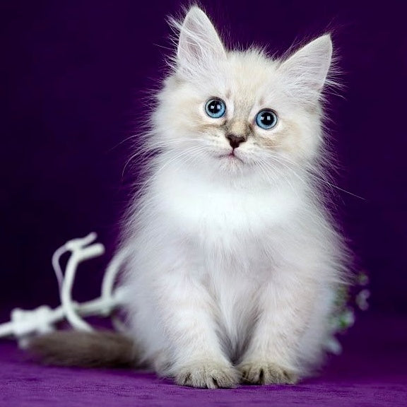 Lilia Siberian female, blue tabby pointed