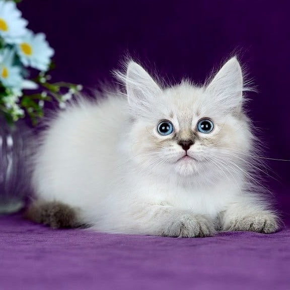 Lilia Siberian female, blue tabby pointed
