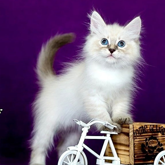 Lilia Siberian female, blue tabby pointed