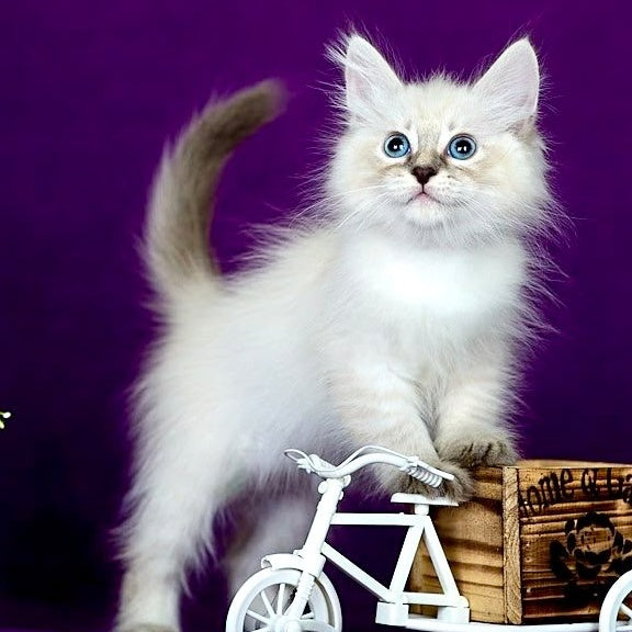 Lilia Siberian female, blue tabby pointed