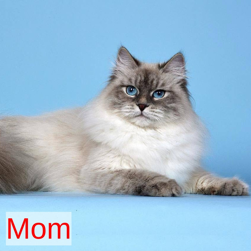 Lilia Siberian female, blue tabby pointed