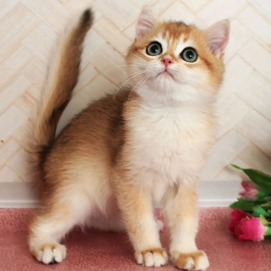 Eric British Shorthair male, black golden chinchilla