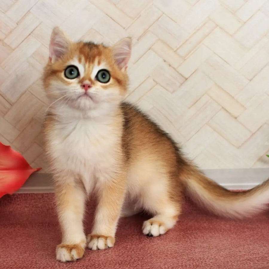 Eric British Shorthair male, black golden chinchilla
